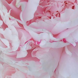 Meet your Posher, Cindi